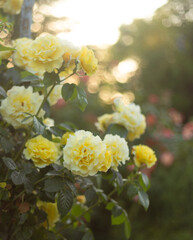 Garden of Dreams with Roses