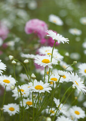 Garden of Dreams with flowers