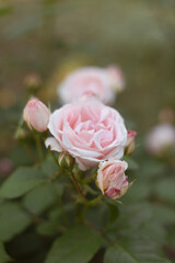 Garden of Dreams with Roses