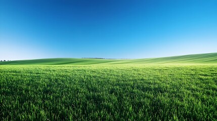 Fototapeta premium Vast Expanse of Tranquil Green Meadow Under Clear Blue Sky in Early Morning Countryside Scene