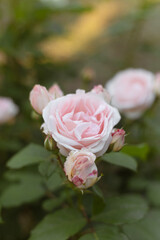 Garden of Dreams with Roses