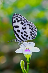 Butterfly on a flower