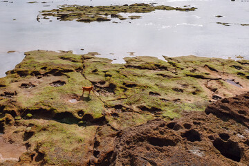 Green rocky area with a dog standing in the middle. Calm body of water with gentle ripples, framed by rocks and distant islands