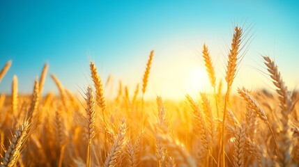 Golden wheat field swaying gently in the breeze under a clear blue sky, Main keyword wheat, Concept rural serenity