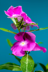 Blooming pink Catharanthus on a blue background