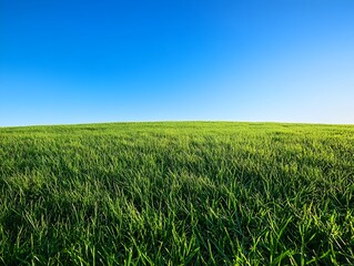 Vast Green Meadow Under Vibrant Blue Sky with Clear Space