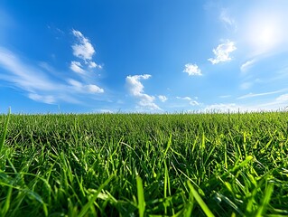 Obraz premium Idyllic Green Meadow Under Bright Blue Sky with Wispy Clouds