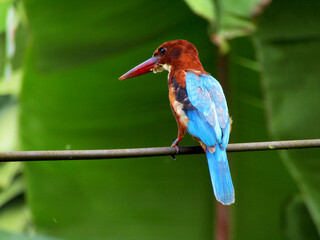 Azure Kingfisher