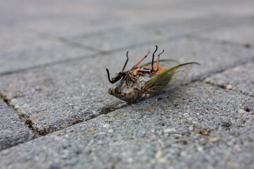 The End of a Life Cycle for a Cicada - partial front view of cicada laying on coarse brick pavement.
