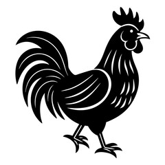 rooster isolated on white background