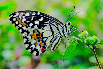Lime butterfly on leaf