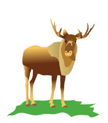 Arctic animal beautiful elk standing. Vector illustration isolated on white.