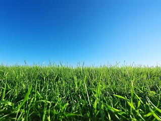 Obraz premium Expansive Green Meadow Under a Clear Blue Summer Sky