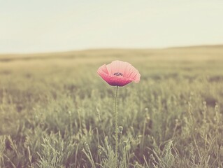 Single Poppy in a Field