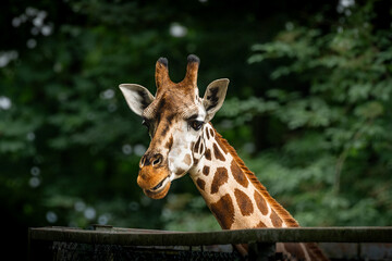 giraffe in zoo