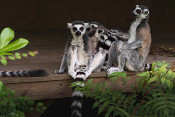 ring lemur