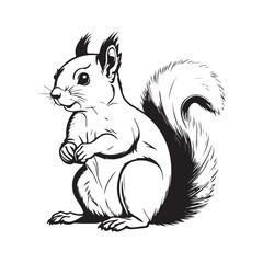 Squirrel line art vector silhouette with white Background