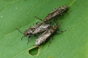 Closeup on a group of European nettle ground bug, Heterogaster urticae sunbathing in the garden