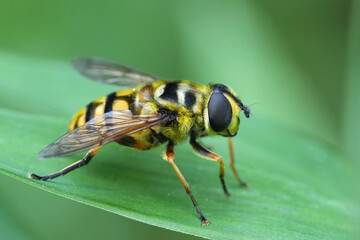 Closeup on a European Batman or Deadhead hoverfly, Myathropa florea sitting on a green leaf