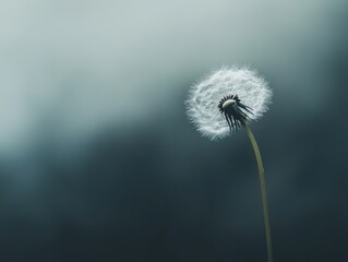 Obraz premium Dandelion in a Foggy Landscape