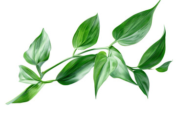 swirling green leaves on a minimalist white background