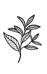 Hand drawn tea leaves. Hand drawn illustration of branch.