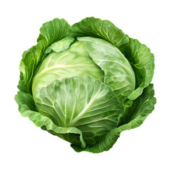 Obraz premium Fresh Green Cabbages with Lush Leaves – High-Quality Vegetables