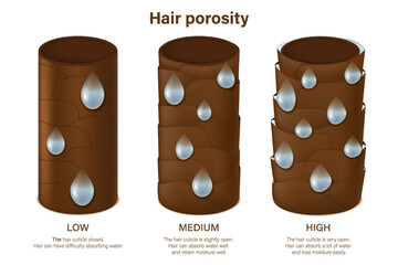 Hair porosity vector. Low, Medium and High porosity. Hair cuticle closed and opened.