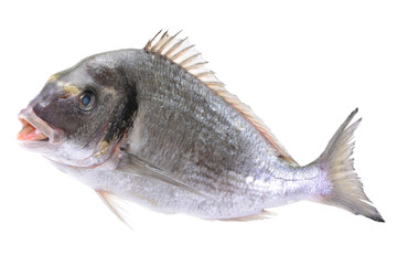 Fish dorado isolated on white