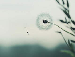 Naklejka premium Dandelion Seeds, Nature's Art