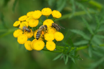 Rainfarn (Tanacetum vulgare) mit Insekten