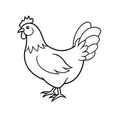 Chicken Line Art vector illustration