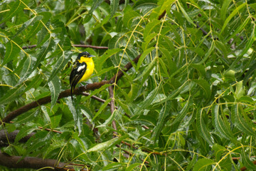 Common Lora on the branch of tree