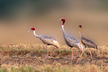 Family of Sarus Crane in the field