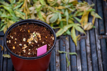 Dead standing cannabis seedlings in plastic plant pots on blurred background withered and withered...