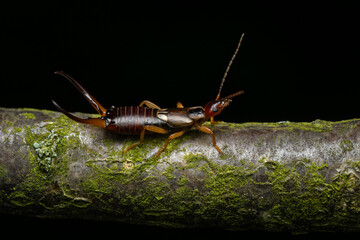 Common Earwig - Forficula auricularia, common reddish-brown insect from European houses, kitchens, gardens and meadows, Zlin, Czech Republic.