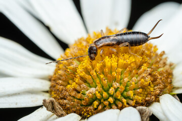 Common Earwig - Forficula auricularia, common reddish-brown insect from European houses, kitchens, gardens and meadows, Zlin, Czech Republic.