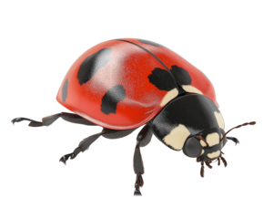 This vibrant ladybug displays bright red and black patterns, symbolizing nature's beauty and biodiversity in a detailed illustration.
