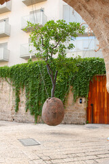 Suspended Orange Tree in the ancient street, Jaffa, Israel. A tree in an egg-shaped pot suspended by metal chains from the walls of houses nearby. Created by Israeli artist Ran Morin in 1993