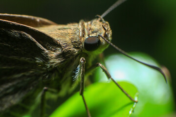 Butterfly closeup on green leaf. Insect macro photography.
