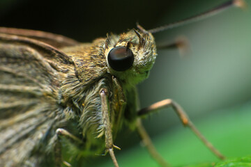 Butterfly closeup on green leaf. Insect macro photography.