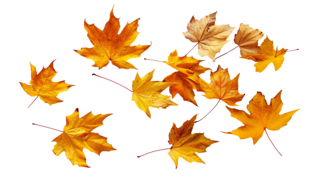 Set of isolated dry Autumn leaves falling on a transparent background. Volume 1: Orange and yellow color tone.