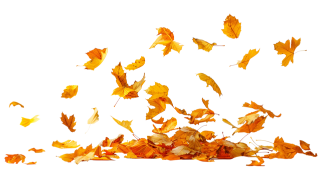 Set of isolated dry Autumn leaves falling on a transparent background. Volume 3: Orange and yellow color tone.