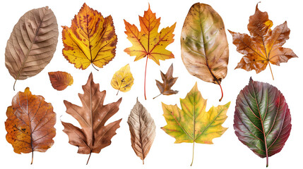 Obraz premium Set of isolated dry Autumn leaves on a transparent background. Volume 2: Orange, yellow and brown color tone.