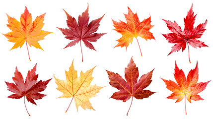 Set of isolated dry Autumn leaves on a transparent background. Volume 9: Orange and red color tone.