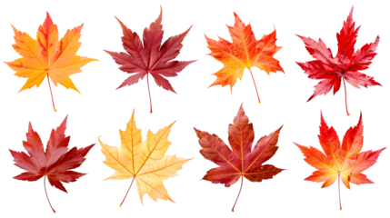 Set of isolated dry Autumn leaves on a transparent background. Volume 9: Orange and red color tone.