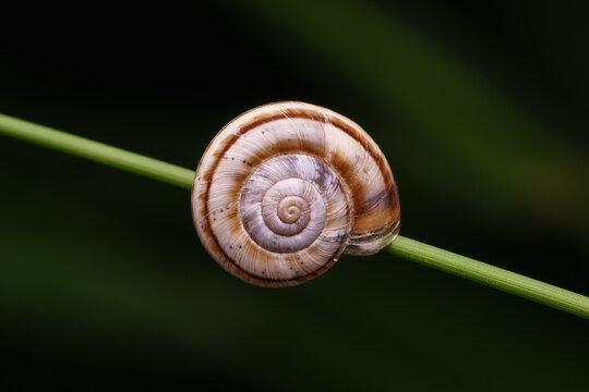 snail on leaf