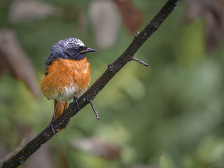 robin on a branch