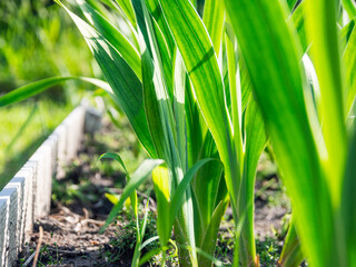 Obraz premium A close-up of fresh sprouts, brightly illuminated by the sun's rays, symbolizes hope and the new life cycle of nature