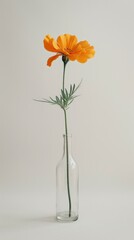 Obraz premium Single Orange Flower in Glass Vase.